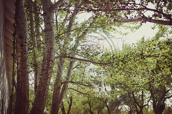 Kober_F035