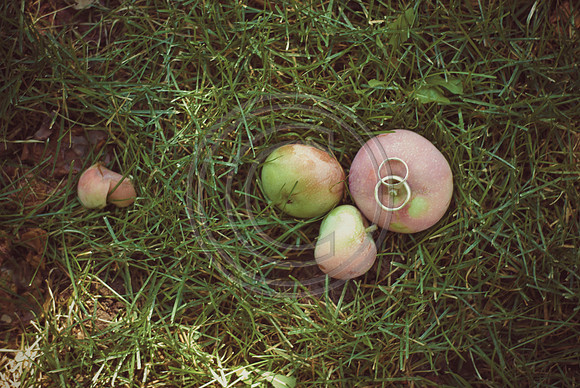 Mohseni_F00006