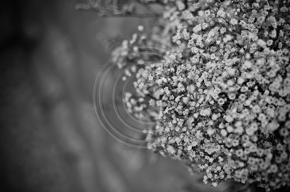 Davis_F00066