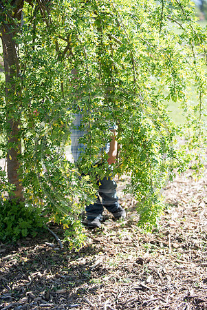 Zobec_F074