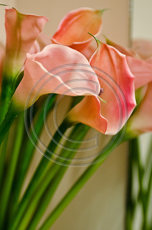 Parmar_F008