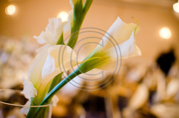 Bland_F00230