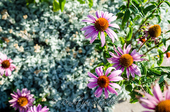 RosefamilyMED_F010-LR