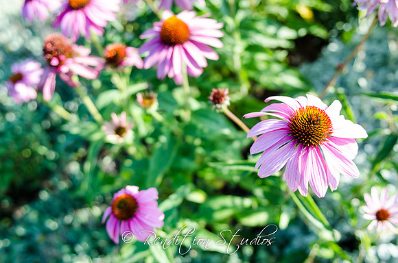 RosefamilyMED_F009-LR