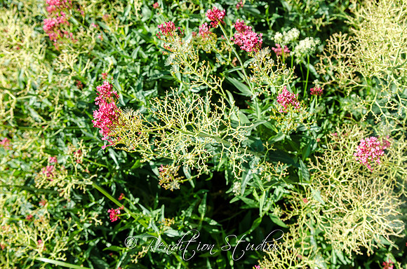 RosefamilyMED_F045-LR