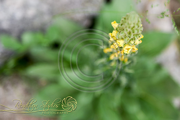 Stephens _W003-LR