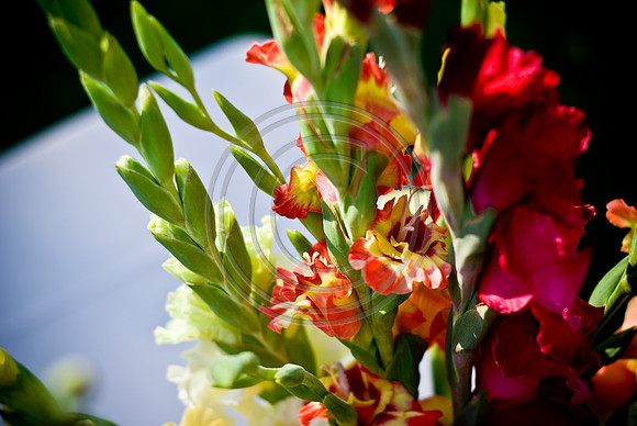 Mohseni_F00331