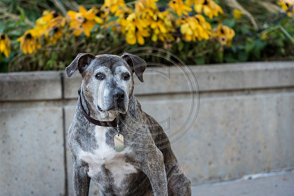 Morgan_F017