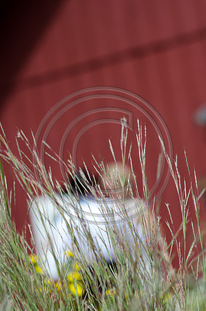 Howell_F0494