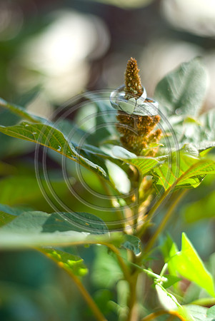 Mohseni_F00003